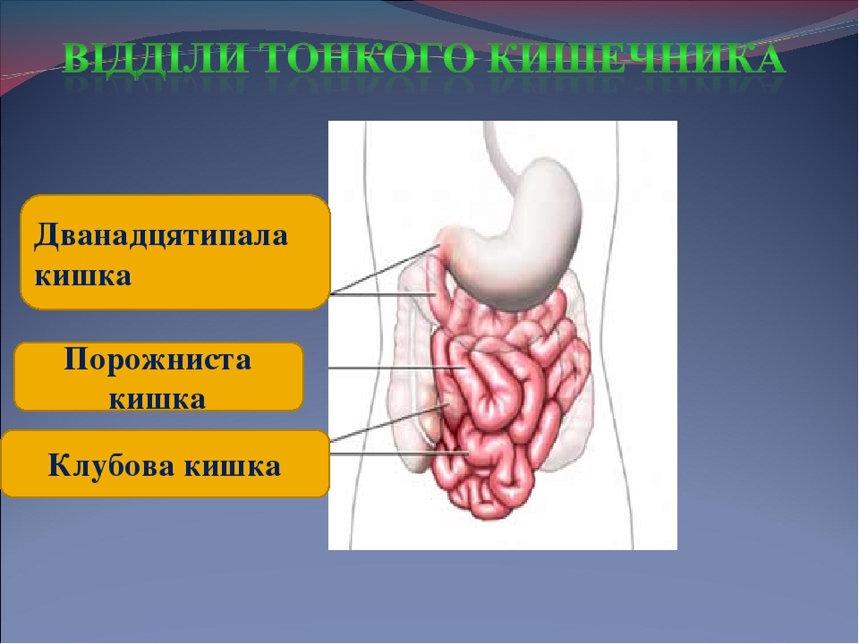 Схема прямой кишки у мужчин