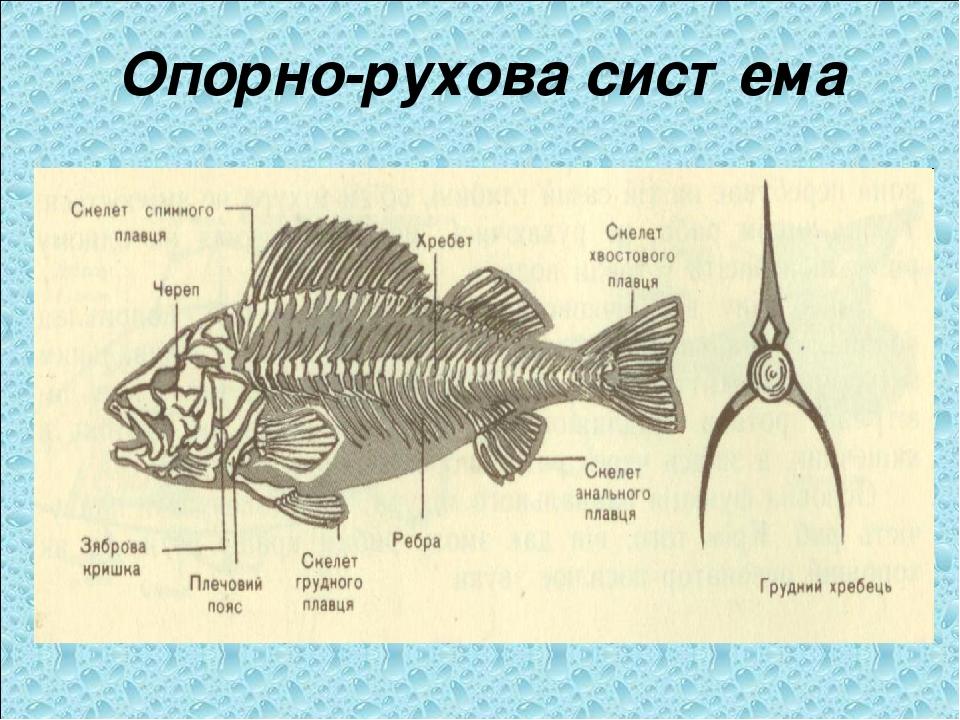 Презентація до уроку на тему : " Кісткові риби" | Презентація. Біологія