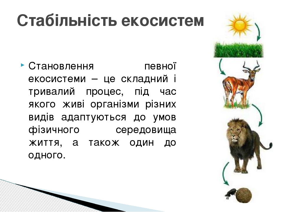 Становлення певної екосистеми – це складний і тривалий процес, під час якого живі організми різних видів адаптуються до умов фізичного середовища ж...