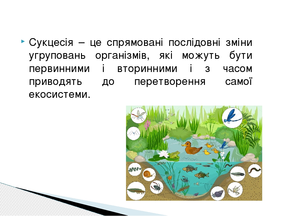 Сукцесія – це спрямовані послідовні зміни угруповань організмів, які можуть бути первинними і вторинними і з часом приводять до перетворення самої ...