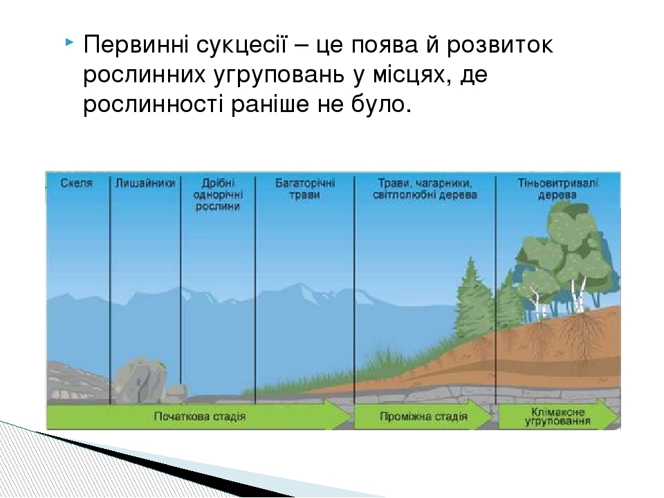 Первинні сукцесії – це поява й розвиток рослинних угруповань у місцях, де рослинності раніше не було.