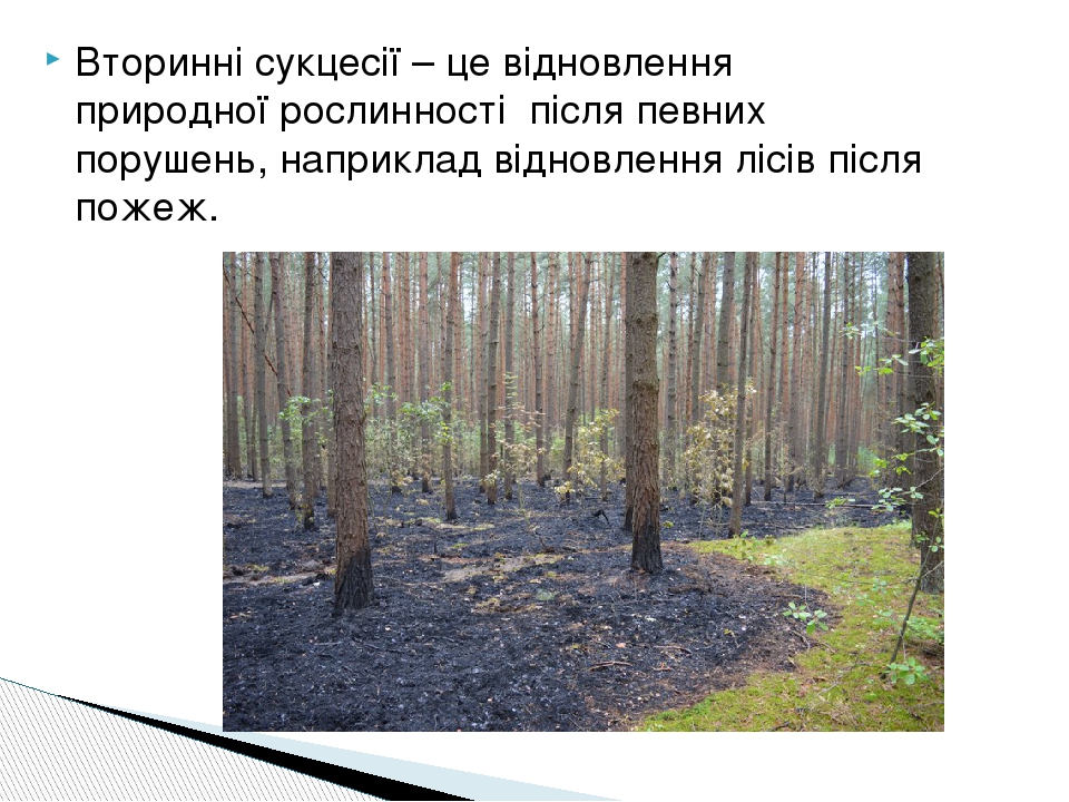 Вторинні сукцесії – це відновлення природної рослинності після певних порушень, наприклад відновлення лісів після пожеж.