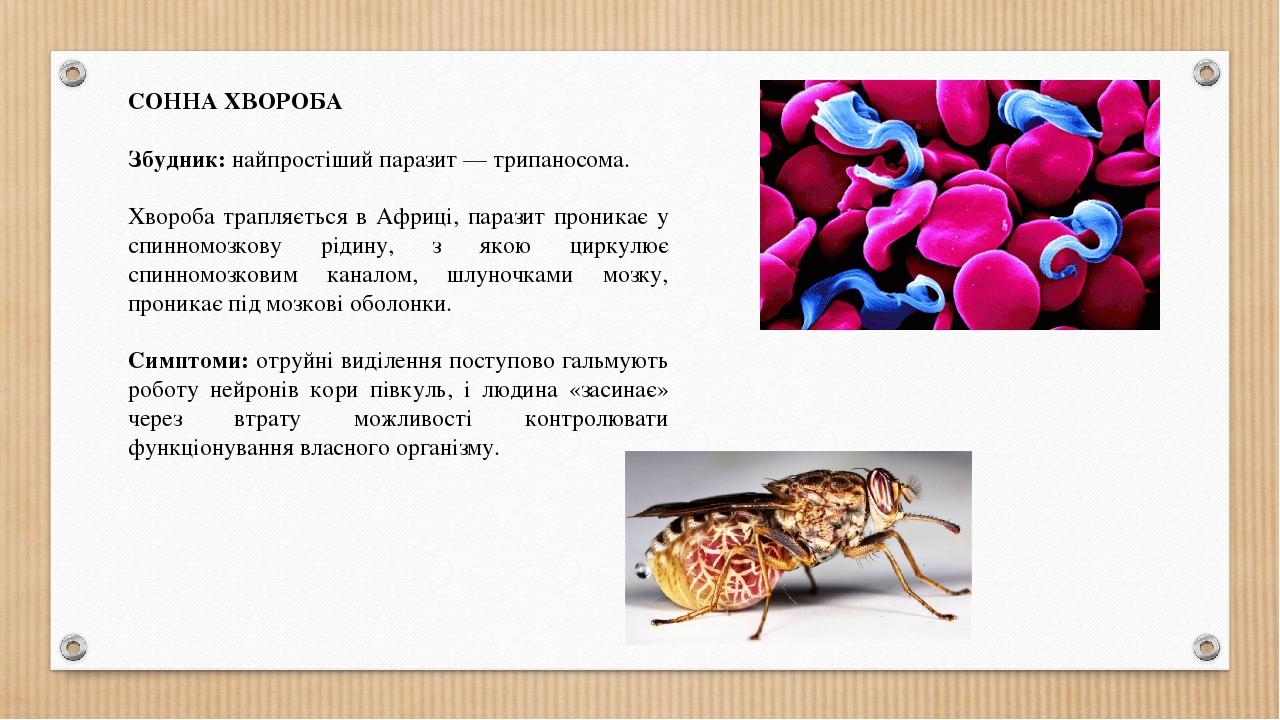 СОННА ХВОРОБА Збудник: найпростіший паразит — трипаносома. Хвороба трапляється в Африці, паразит проникає у спинномозкову рідину, з якою циркулює с...