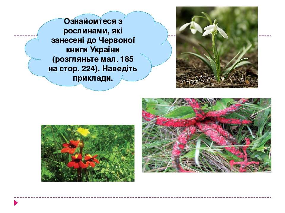 Ознайомтеся з рослинами, які занесені до Червоної книги України (розгляньте мал. 185 на стор. 224). Наведіть приклади.