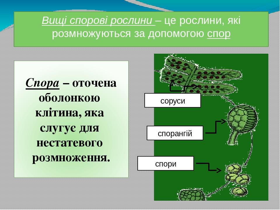 Вищі спорові рослини – це рослини, які розмножуються за допомогою спор Спора – оточена оболонкою клітина, яка слугує для нестатевого розмноження. с...