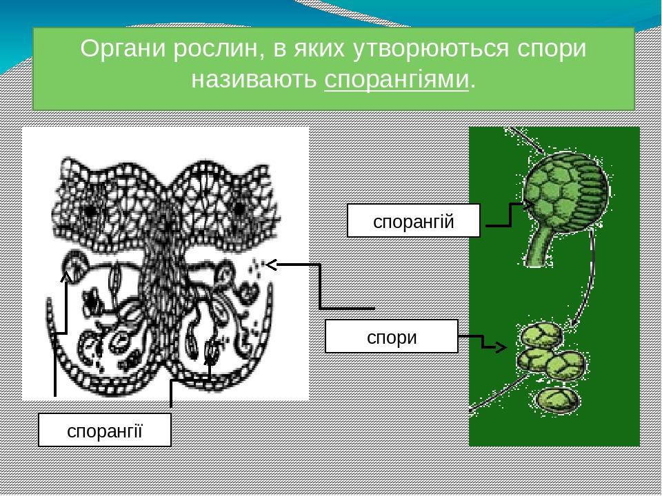 Органи рослин, в яких утворюються спори називають спорангіями. спори спорангій спорангії