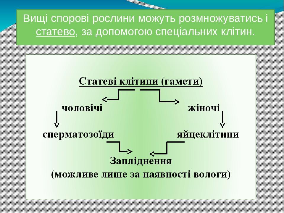 Вищі спорові рослини можуть розмножуватись і статево, за допомогою спеціальних клітин. Статеві клітини (гамети) чоловічі жіночі сперматозоїди яйцек...