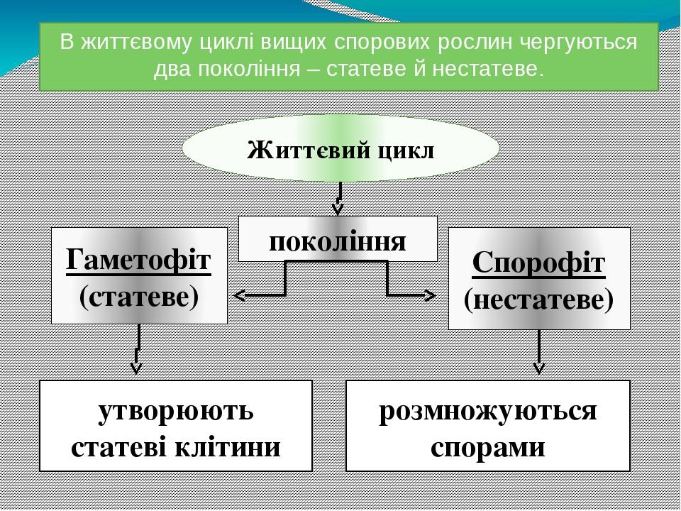 В життєвому циклі вищих спорових рослин чергуються два покоління – статеве й нестатеве. Життєвий цикл покоління Гаметофіт (статеве) Спорофіт (неста...