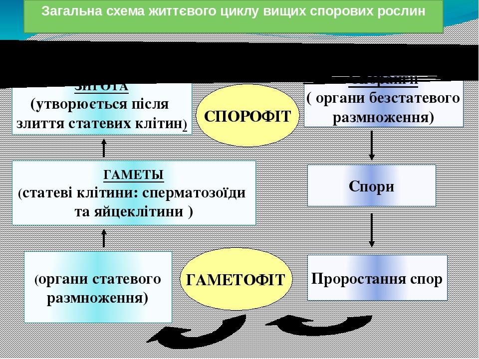 Загальна схема життєвого циклу вищих спорових рослин ЗИГОТА (утворюється після злиття статевих клітин) ГАМЕТЫ (статеві клітини: сперматозоїди та яй...