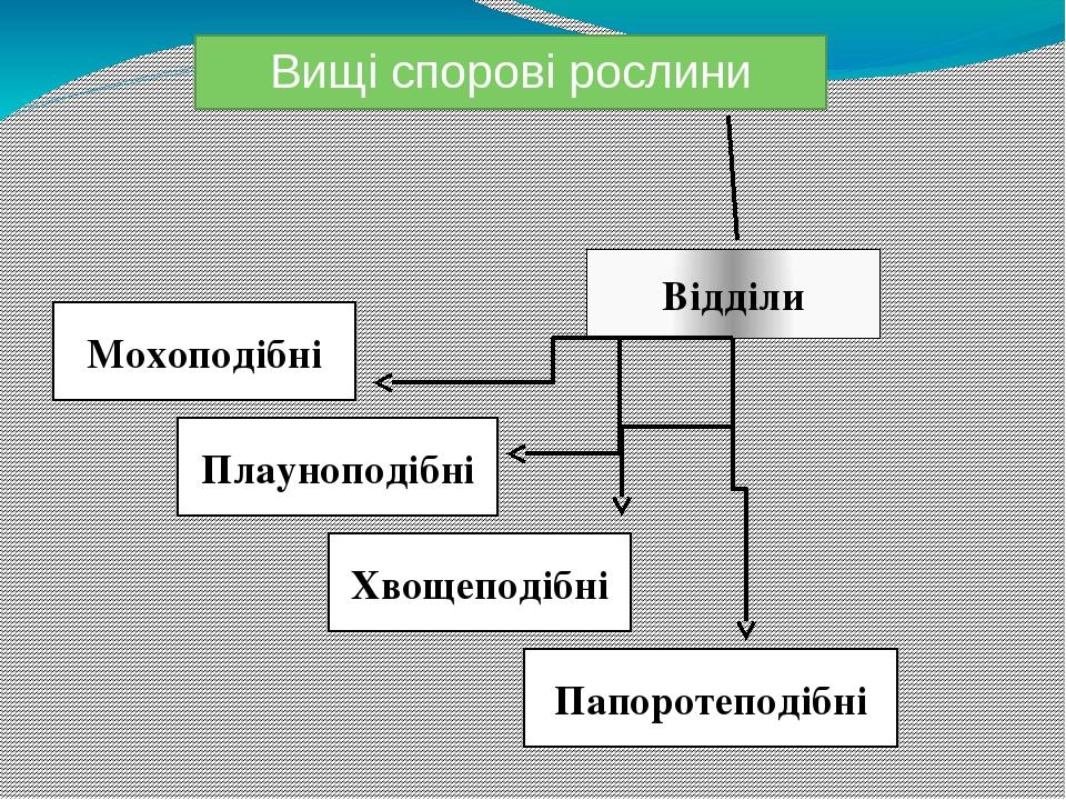 Вищі спорові рослини Мохоподібні Плауноподібні Хвощеподібні Папоротеподібні Відділи