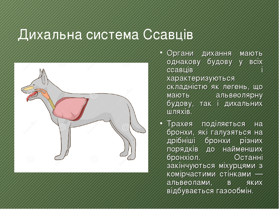 органи дотику у ссавців