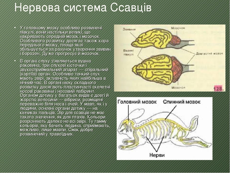 органи дотику у ссавців