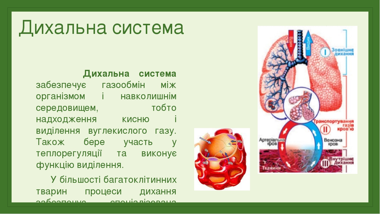 Biologiya 9 Klas Distancijne Navchannya Personalnij Sajt