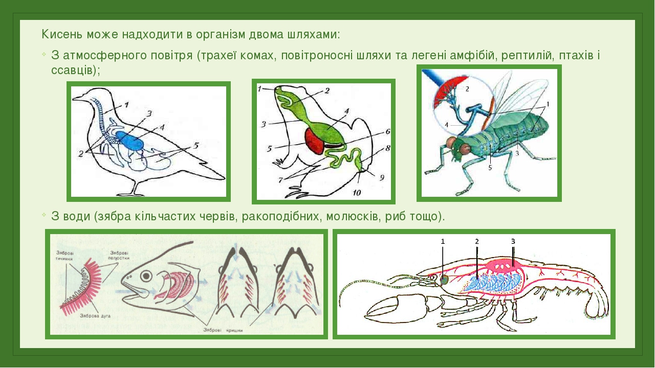 Biologiya 9 Klas Distancijne Navchannya Personalnij Sajt