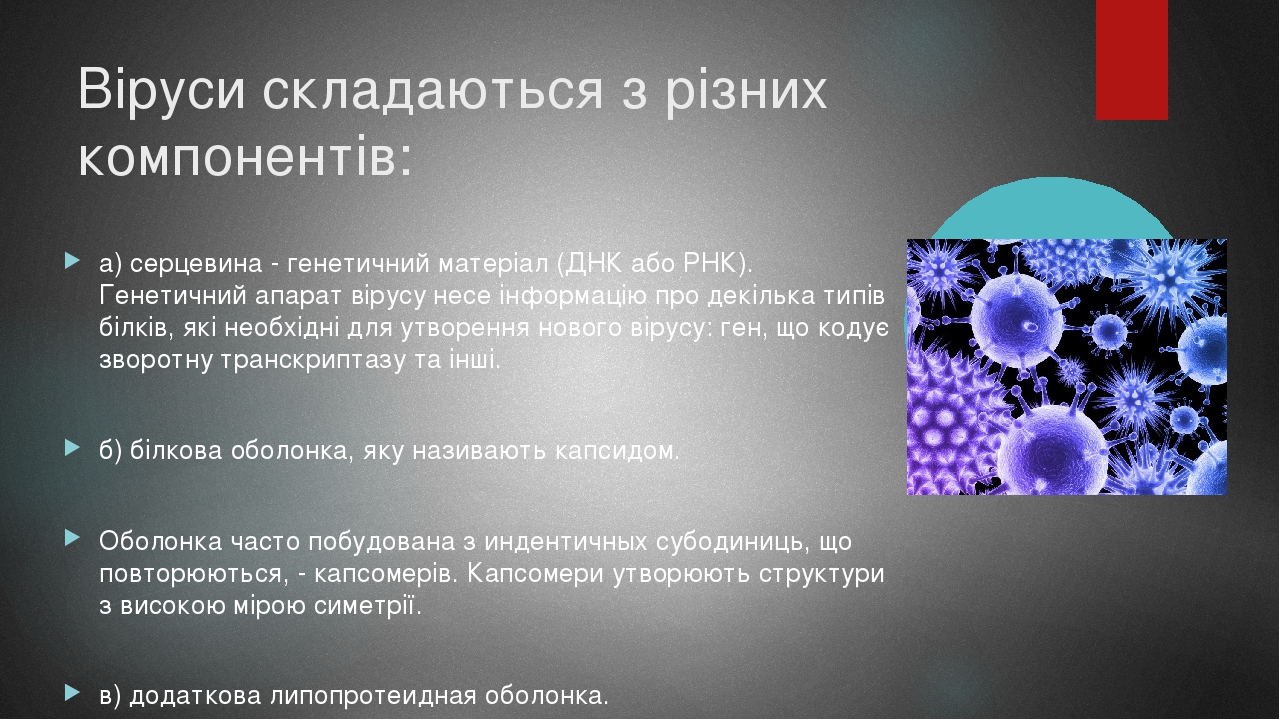 Віруси складаються з різних компонентів: а) серцевина - генетичний матеріал (ДНК або РНК). Генетичний апарат вірусу несе інформацію про декілька ти...