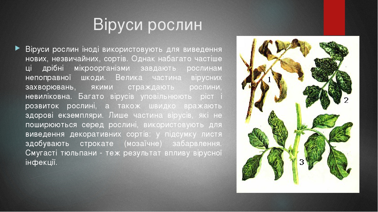 Віруси рослин Віруси рослин іноді використовують для виведення нових, незвичайних, сортів. Однак набагато частіше ці дрібні мікроорганізми завдають...