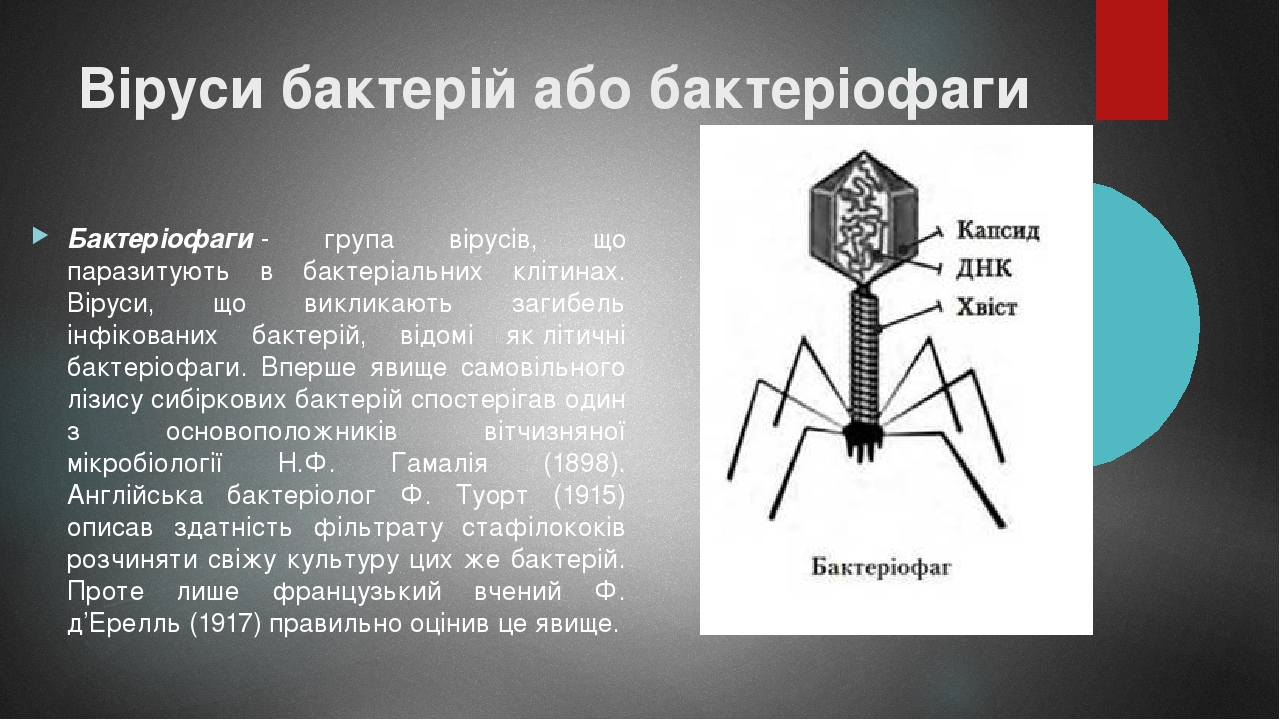 Віруси бактерій або бактеріофаги Бактеріофаги - група вірусів, що паразитують в бактеріальних клітинах. Віруси, що викликають загибель інфікованих ...