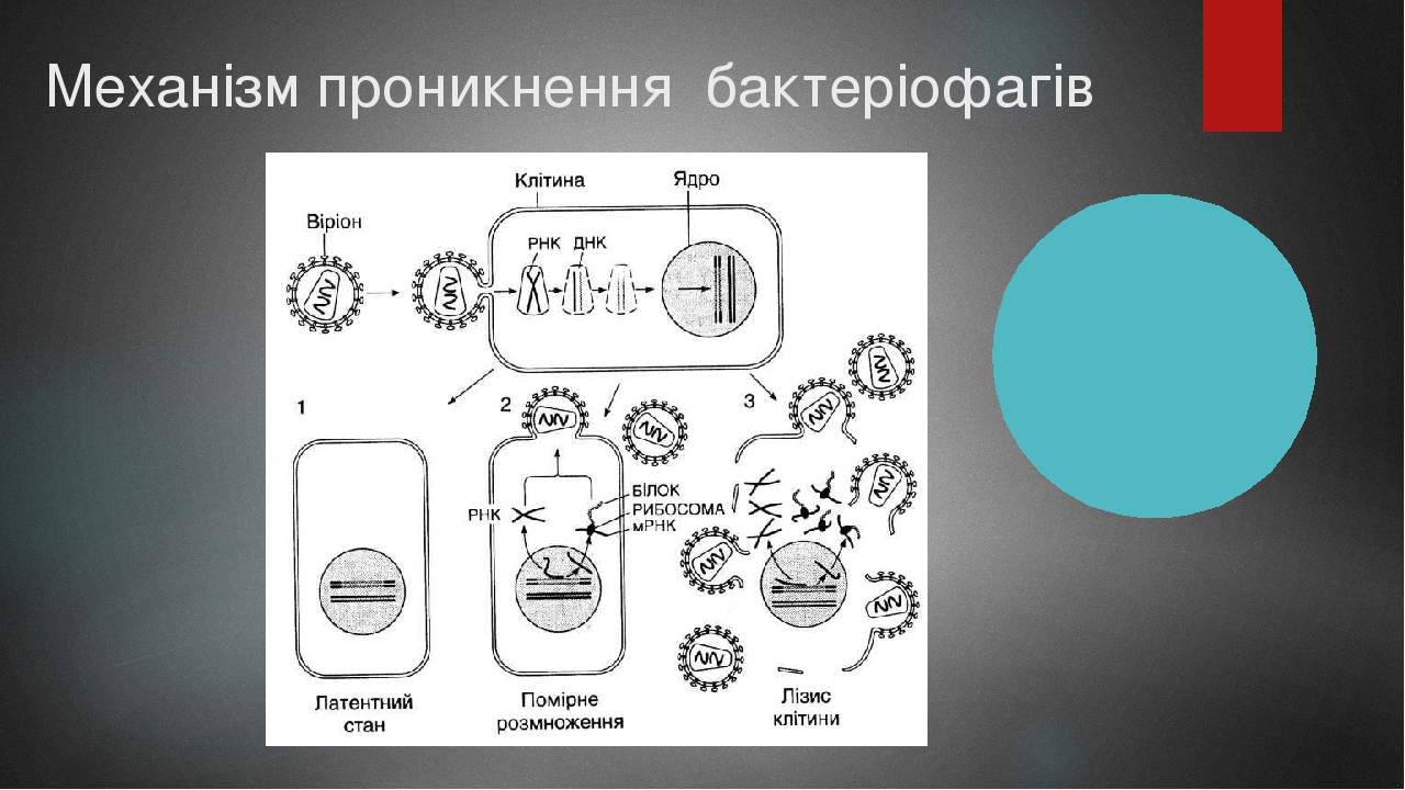 Механізм проникнення бактеріофагів