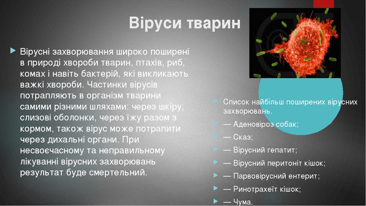 Віруси тварин Вірусні захворювання широко поширені в природі хвороби тварин, птахів, риб, комах і навіть бактерій, які викликають важкі хвороби. Ча...