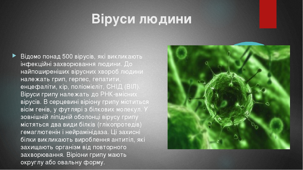 Віруси людини Відомо понад 500 вірусів, які викликають інфекційні захворювання людини. До найпоширеніших вірусних хвороб людини належать грип, герп...