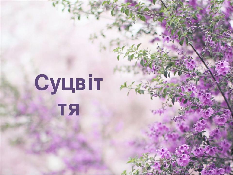 Суцвіття