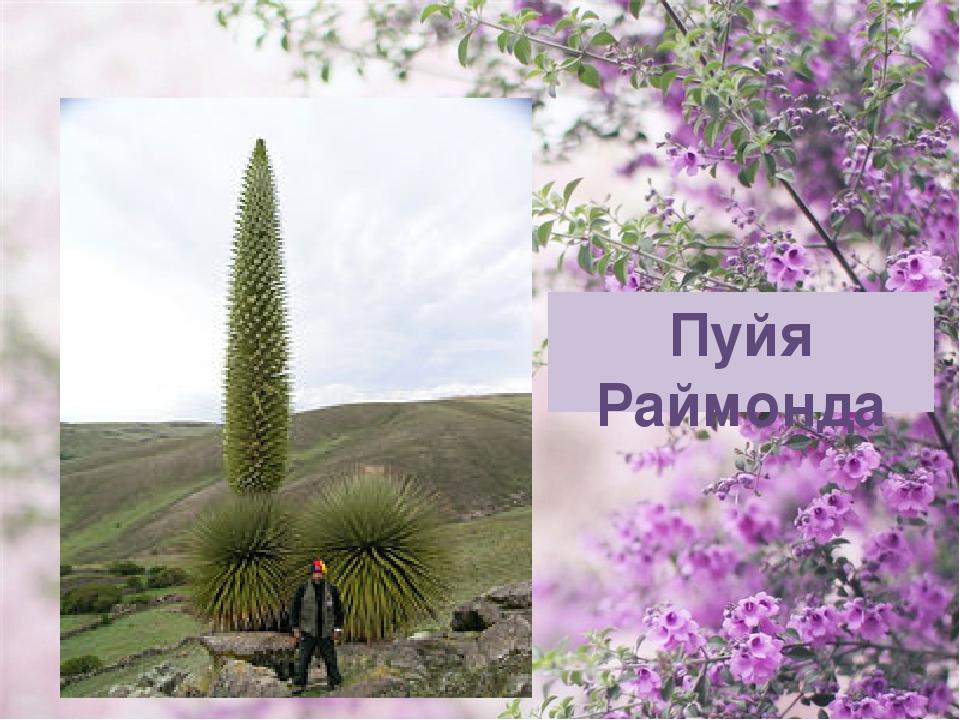 Пуйя Раймонда