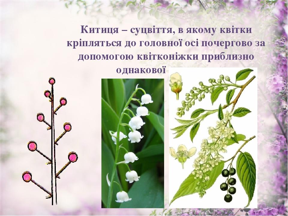 Китиця – суцвіття, в якому квітки кріпляться до головної осі почергово за допомогою квітконіжки приблизно однакової довжини.