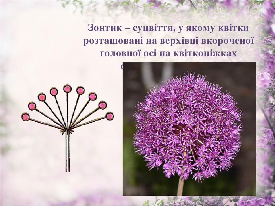 Зонтик – суцвіття, у якому квітки розташовані на верхівці вкороченої головної осі на квітконіжках однакової довжини.