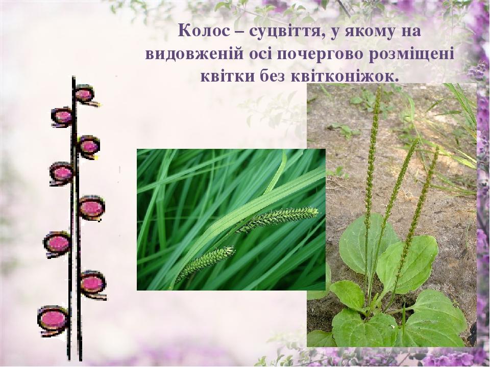 Колос – суцвіття, у якому на видовженій осі почергово розміщені квітки без квітконіжок.