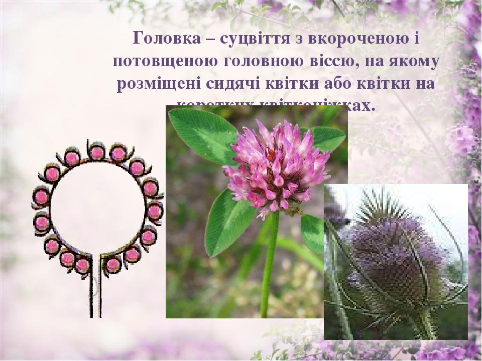Головка – суцвіття з вкороченою і потовщеною головною віссю, на якому розміщені сидячі квітки або квітки на коротких квітконіжках.