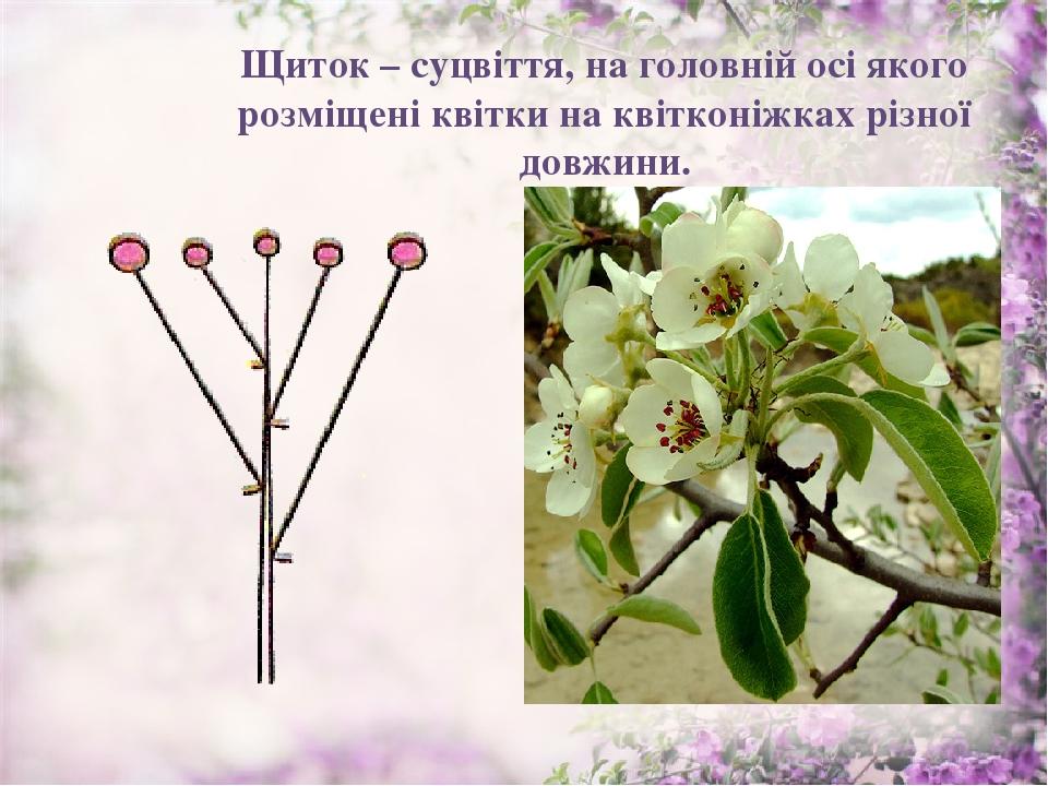 Щиток – суцвіття, на головній осі якого розміщені квітки на квітконіжках різної довжини.
