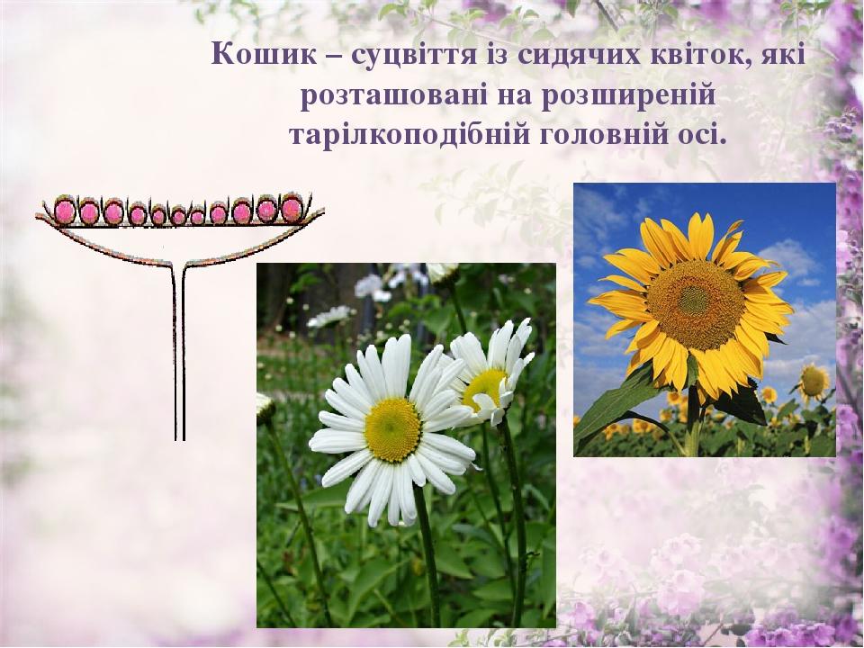 Кошик – суцвіття із сидячих квіток, які розташовані на розширеній тарілкоподібній головній осі.