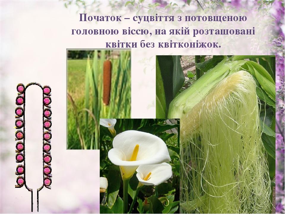 Початок – суцвіття з потовщеною головною віссю, на якій розташовані квітки без квітконіжок.