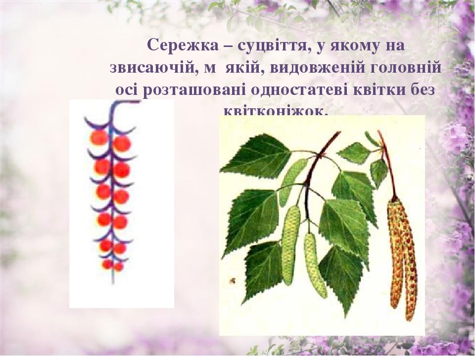 Сережка – суцвіття, у якому на звисаючій, м᾽якій, видовженій головній осі розташовані одностатеві квітки без квітконіжок.