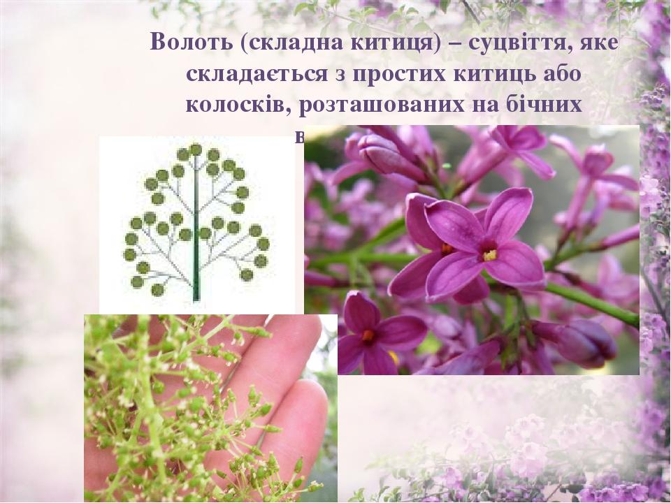 Волоть (складна китиця) – суцвіття, яке складається з простих китиць або колосків, розташованих на бічних відгалуженнях.