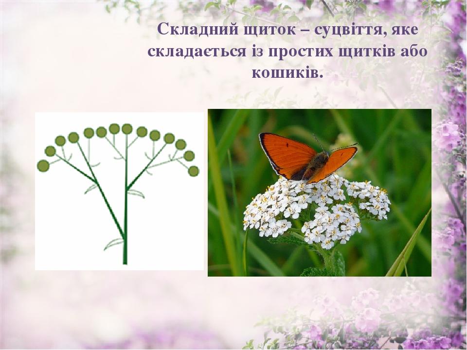 Складний щиток – суцвіття, яке складається із простих щитків або кошиків.