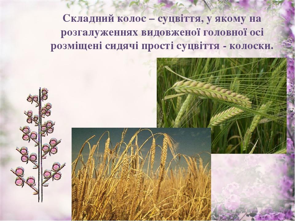 Складний колос – суцвіття, у якому на розгалуженнях видовженої головної осі розміщені сидячі прості суцвіття - колоски.