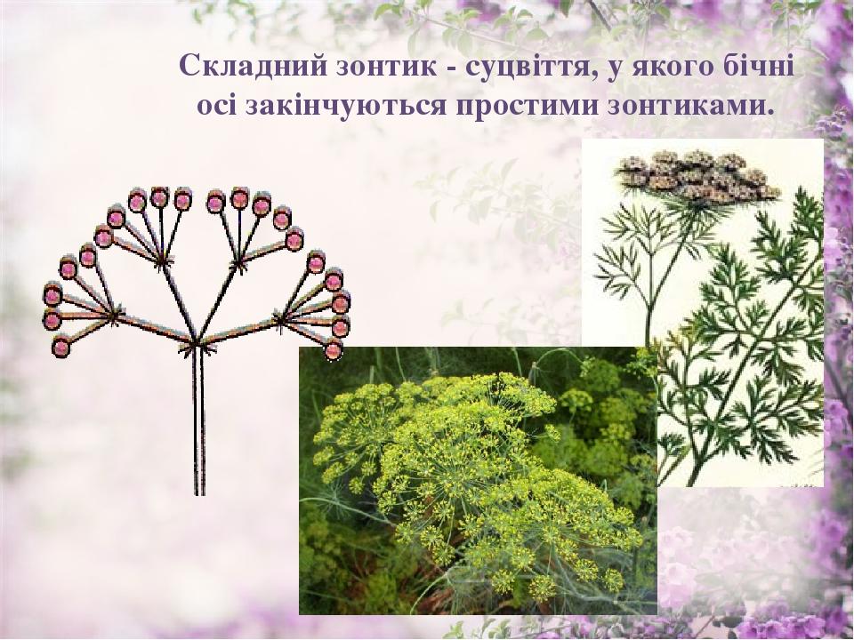 Складний зонтик - суцвіття, у якого бічні осі закінчуються простими зонтиками.