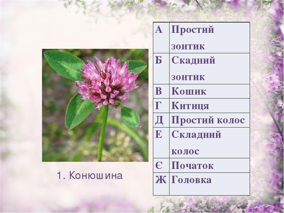 1. Конюшина А Простий зонтик Б Скаднийзонтик В Кошик Г Китиця Д Простий колос Е Складний колос Є Початок Ж Головка