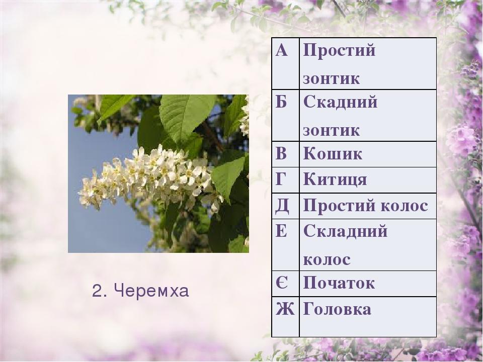 2. Черемха А Простийзонтик Б Скаднийзонтик В Кошик Г Китиця Д Простий колос Е Складний колос Є Початок Ж Головка