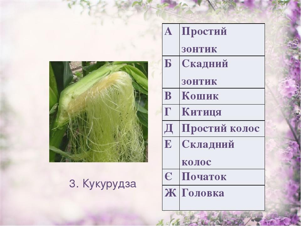 3. Кукурудза А Простий зонтик Б Скаднийзонтик В Кошик Г Китиця Д Простий колос Е Складний колос Є Початок Ж Головка