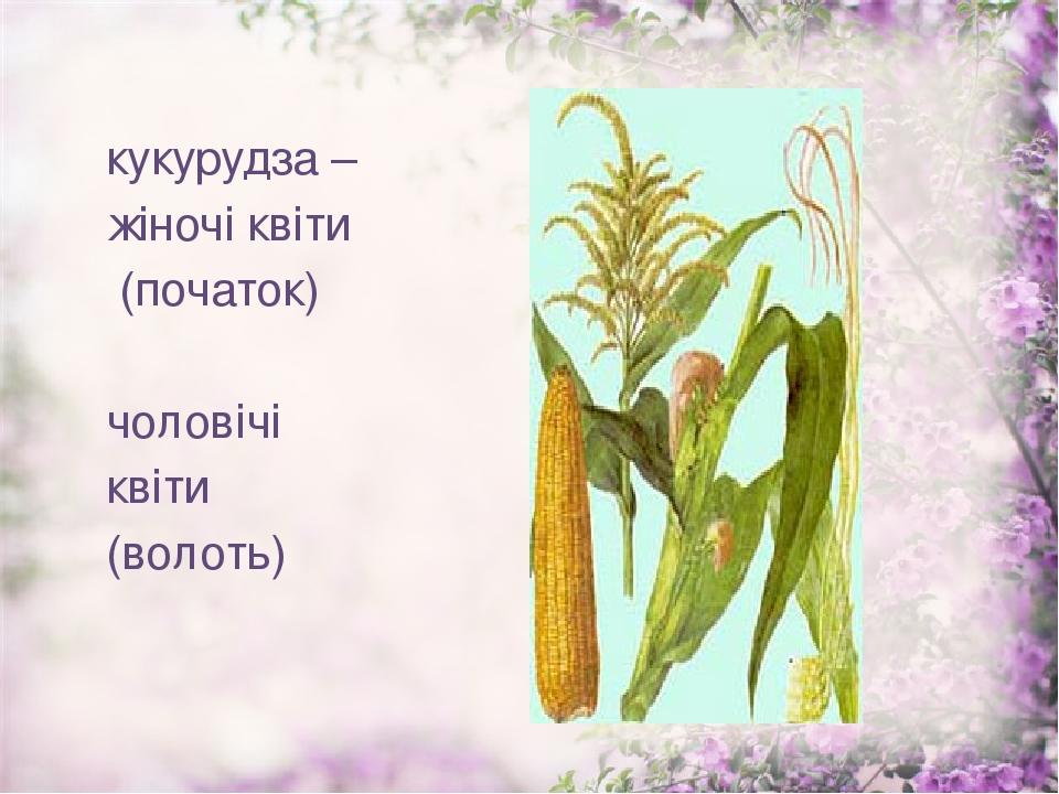 кукурудза – жіночі квіти (початок) чоловічі квіти (волоть)