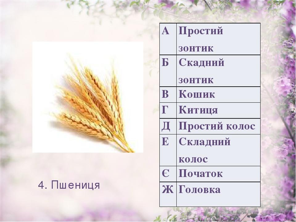 4. Пшениця А Простий зонтик Б Скаднийзонтик В Кошик Г Китиця Д Простий колос Е Складний колос Є Початок Ж Головка