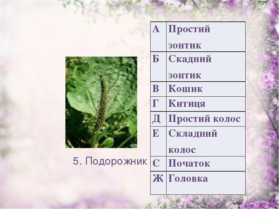 5. Подорожник А Простий зонтик Б Скаднийзонтик В Кошик Г Китиця Д Простий колос Е Складний колос Є Початок Ж Головка