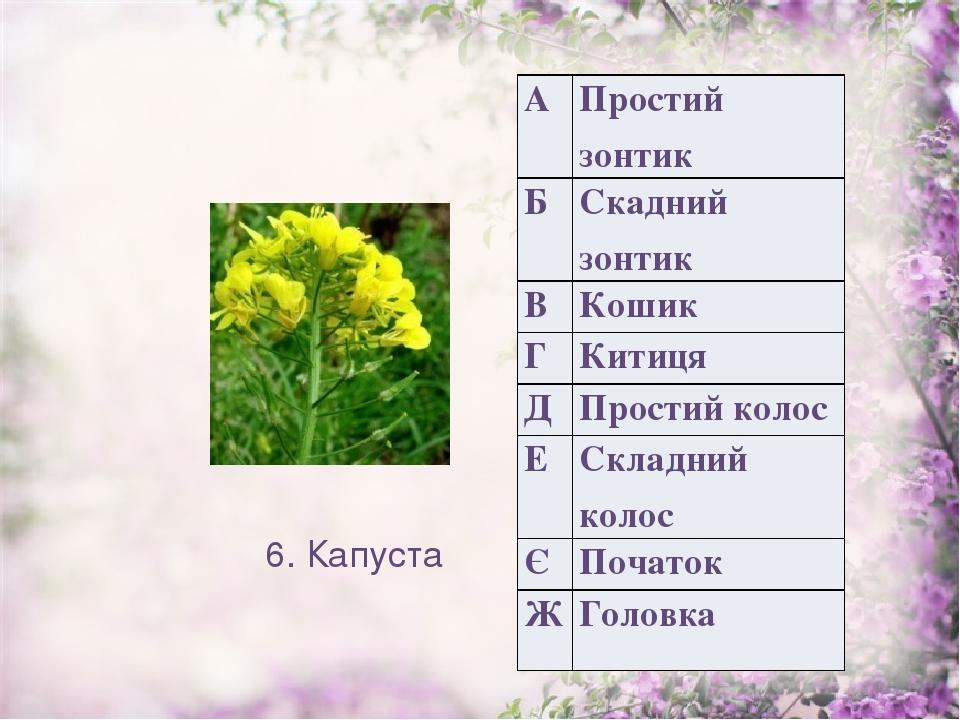 6. Капуста А Простий зонтик Б Скаднийзонтик В Кошик Г Китиця Д Простий колос Е Складний колос Є Початок Ж Головка