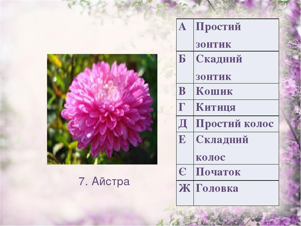 7. Айстра А Простий зонтик Б Скаднийзонтик В Кошик Г Китиця Д Простий колос Е Складний колос Є Початок Ж Головка