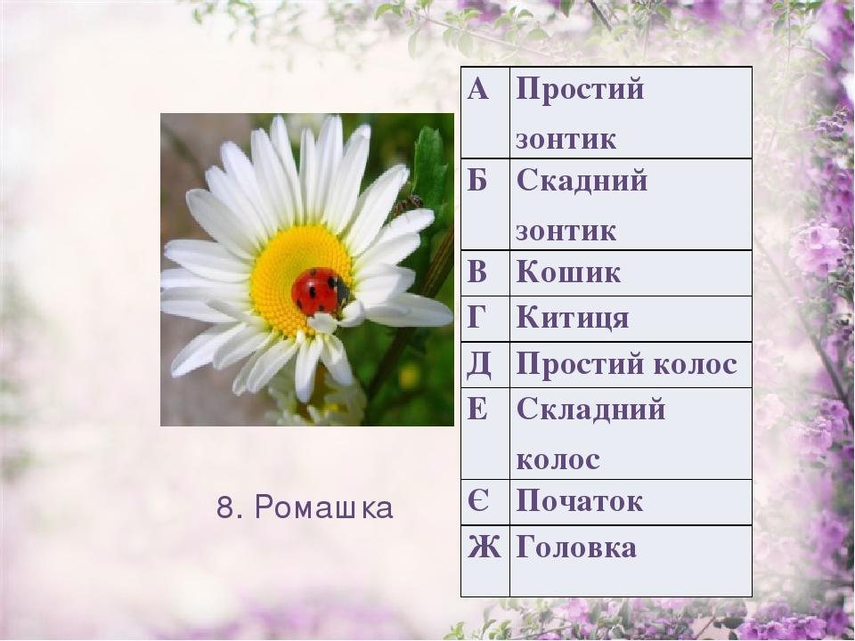 8. Ромашка А Простий зонтик Б Скаднийзонтик В Кошик Г Китиця Д Простий колос Е Складний колос Є Початок Ж Головка