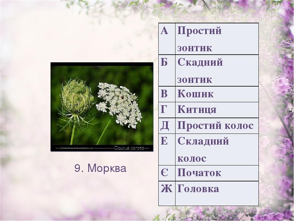 9. Морква А Простий зонтик Б Скаднийзонтик В Кошик Г Китиця Д Простий колос Е Складний колос Є Початок Ж Головка
