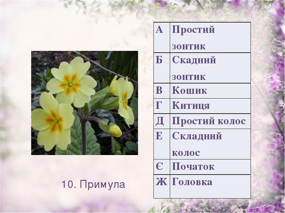 10. Примула А Простий зонтик Б Скаднийзонтик В Кошик Г Китиця Д Простий колос Е Складний колос Є Початок Ж Головка
