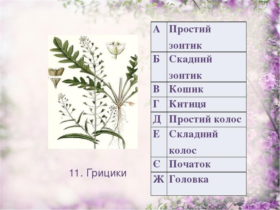 11. Грицики А Простий зонтик Б Скаднийзонтик В Кошик Г Китиця Д Простий колос Е Складний колос Є Початок Ж Головка